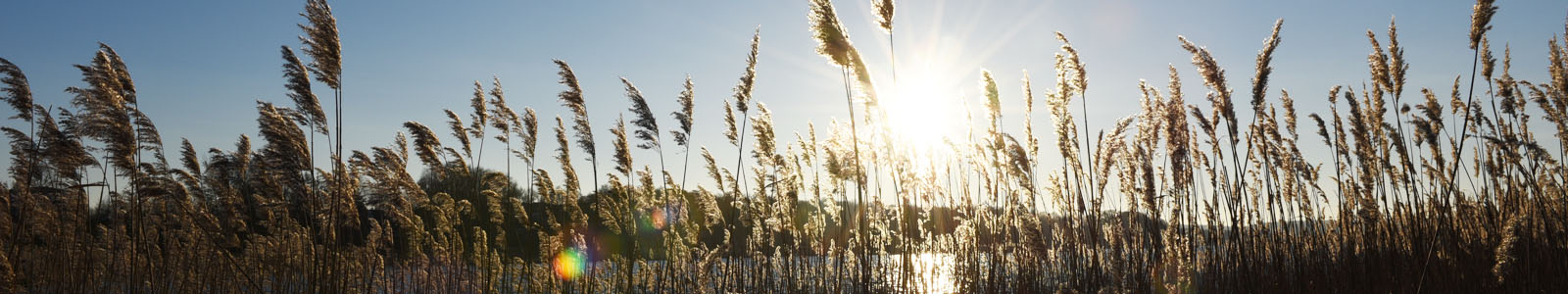 Gräser mit Getreide in Sonnenstrahlen ©Feuerbach